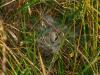 Agelena labyrinthica